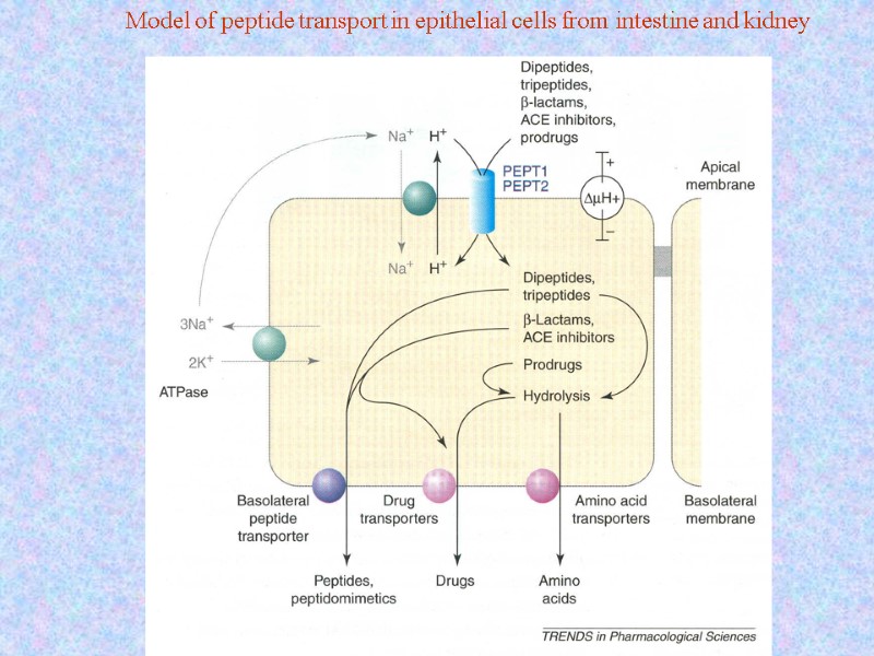 Model of peptide transport in epithelial cells from intestine and kidney